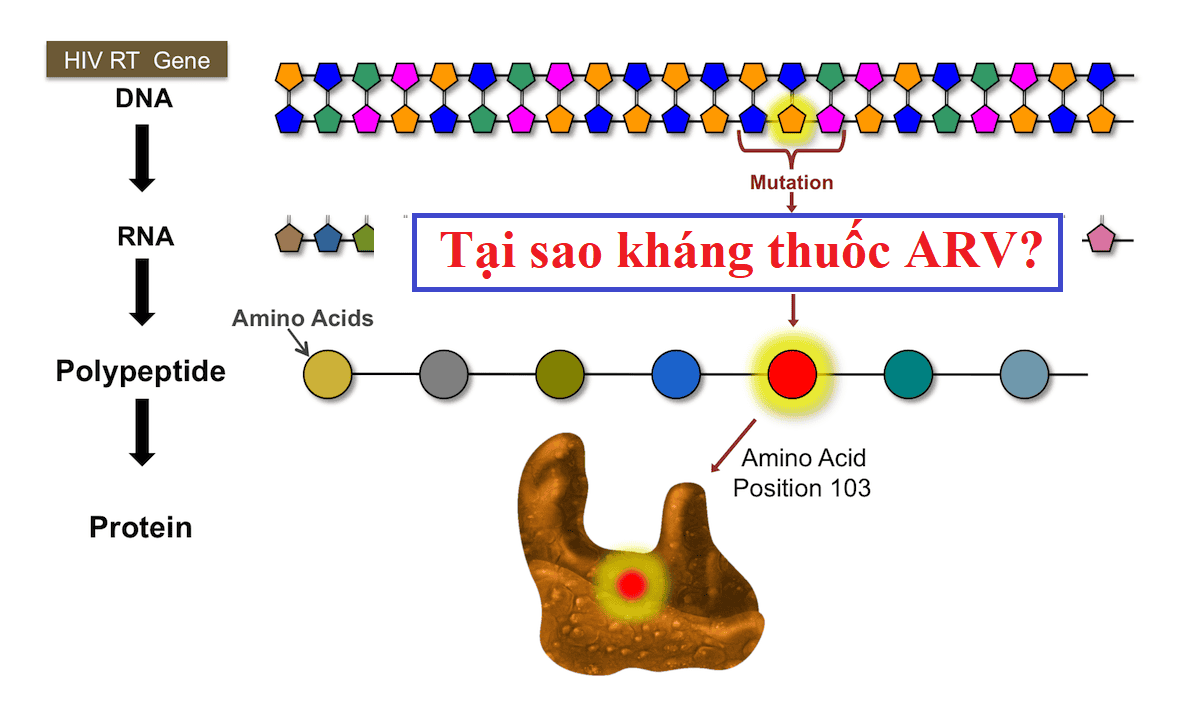 Tại sao kháng thuốc ARV? Nguyên nhân cơ chế kháng thuốc ARV? - Bác sĩ Thắng